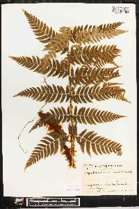 Dryopteris lacera image