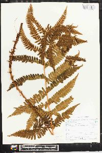 Dryopteris monticola image