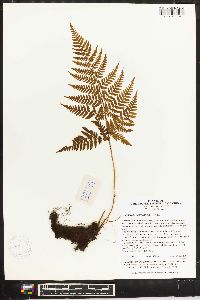 Dryopteris sacrosancta image