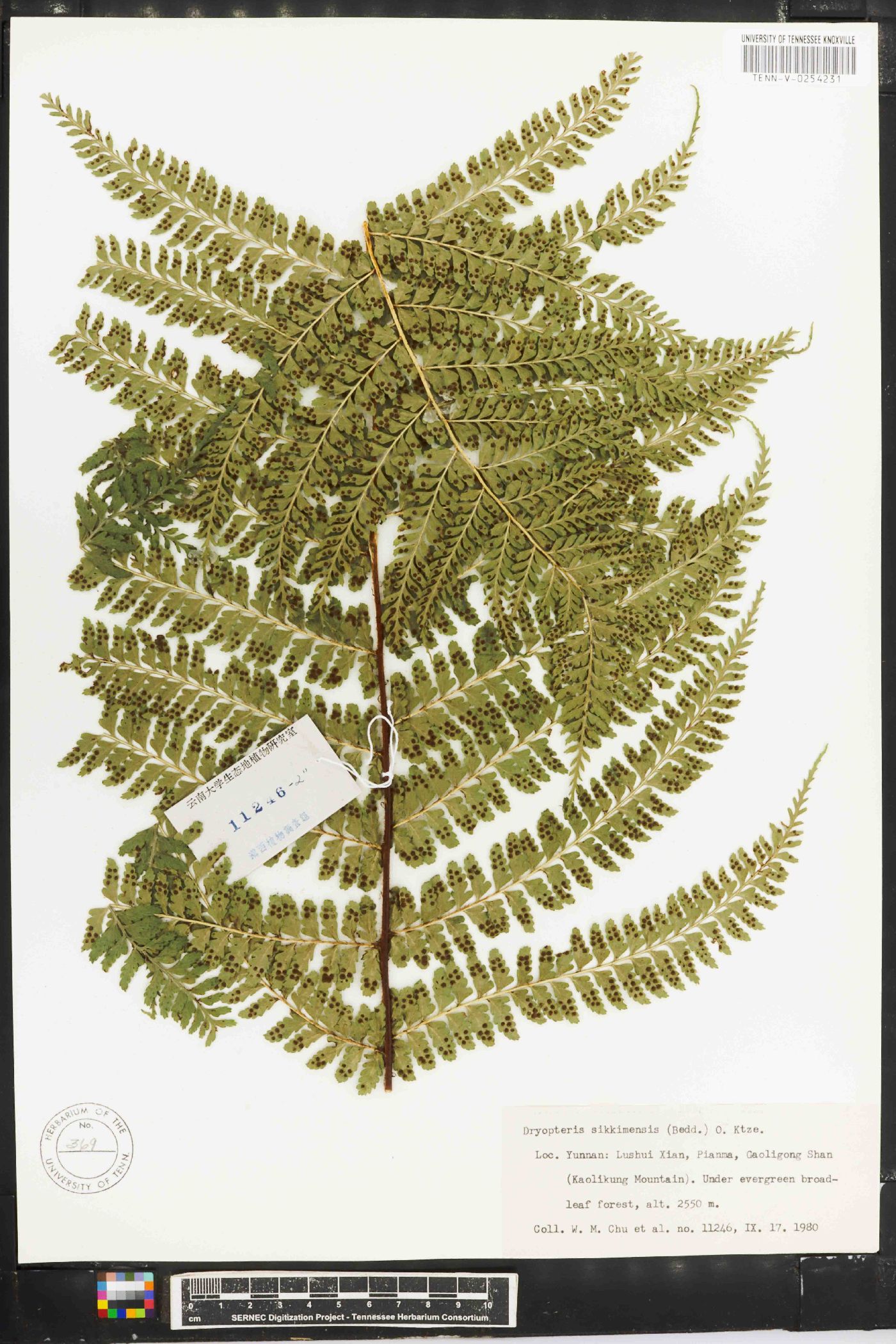 Dryopteris sikkimensis image