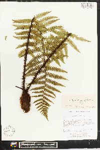 Dryopteris xanthomelas image