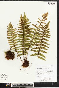 Dryopteris xanthomelas image