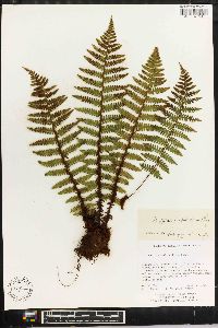 Dryopteris xanthomelas image