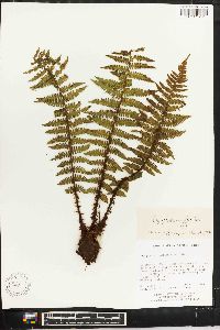 Dryopteris xanthomelas image