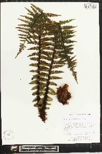 Dryopteris xanthomelas image