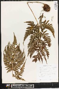 Dryopteris sparsa image