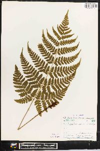 Dryopteris sparsa image