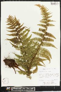 Dryopteris sublacera image