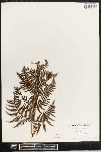 Dryopteris unidentata image