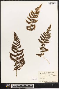 Dryopteris unidentata image