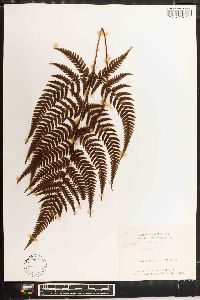 Dryopteris varia image