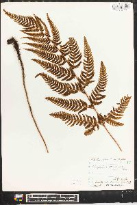 Dryopteris varia image