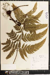 Dryopteris varia image