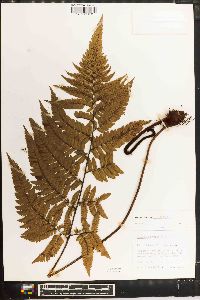 Dryopteris varia image