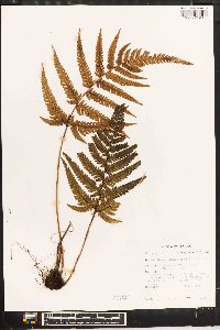 Dryopteris varia image