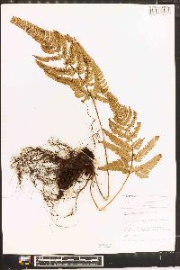 Dryopteris varia image