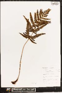 Dryopteris varia image