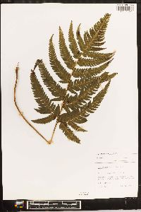 Dryopteris varia image