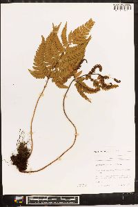 Dryopteris varia image