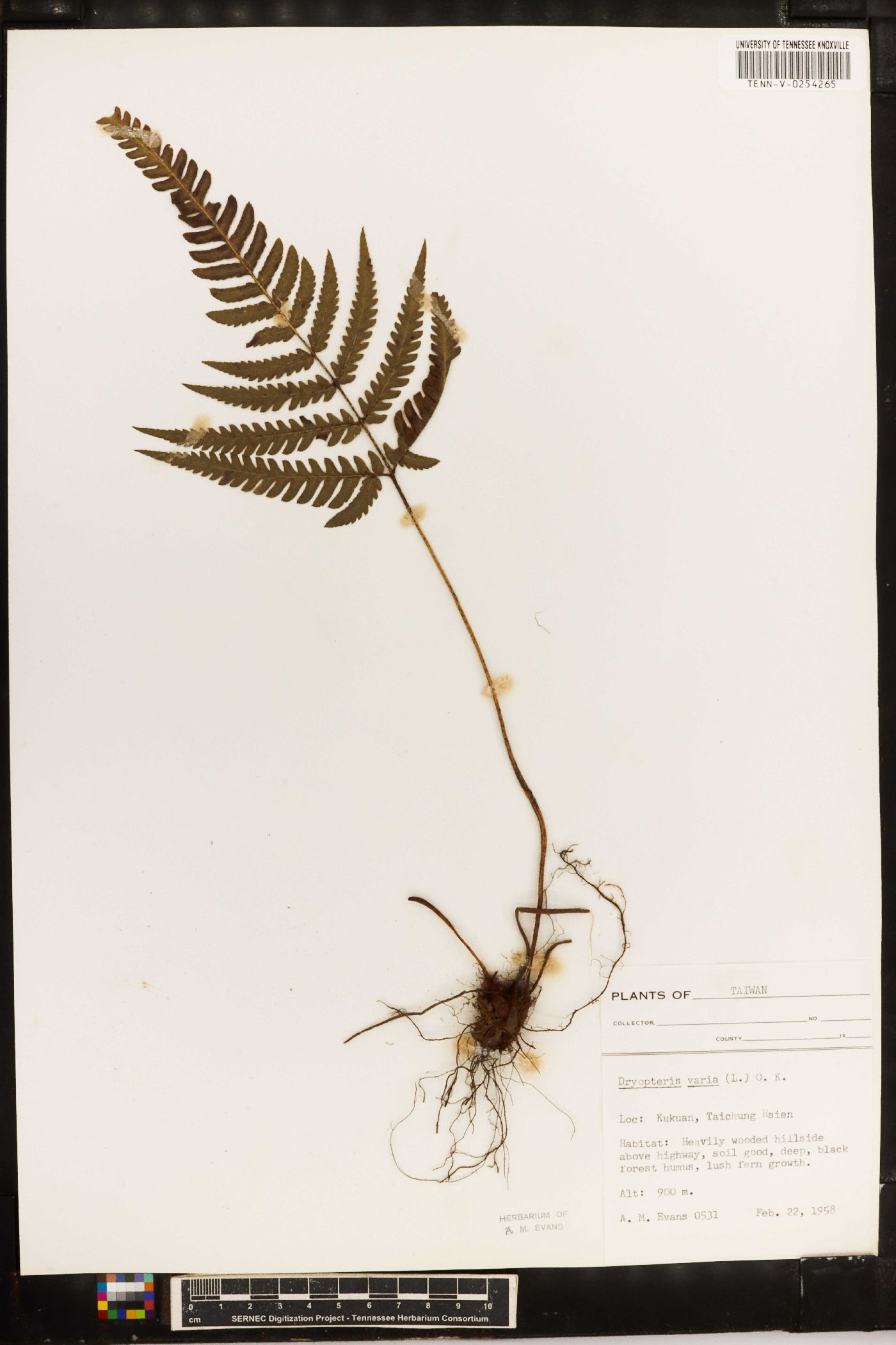 Dryopteris varia image