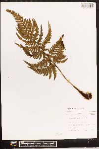 Dryopteris varia image