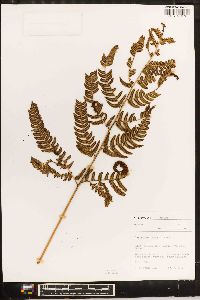 Dryopteris varia image