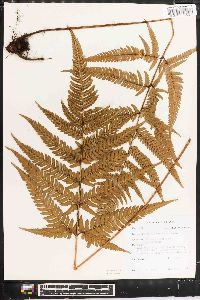 Dryopteris varia image