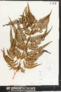 Dryopteris varia image