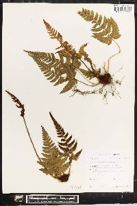 Dryopteris varia image