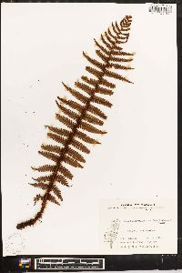 Dryopteris wallichiana image