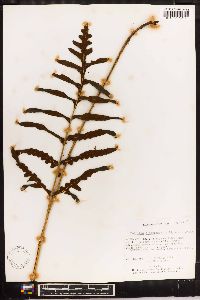 Bolbitis cladorrhizans image