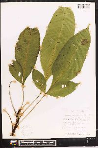 Bolbitis nicotianifolia image