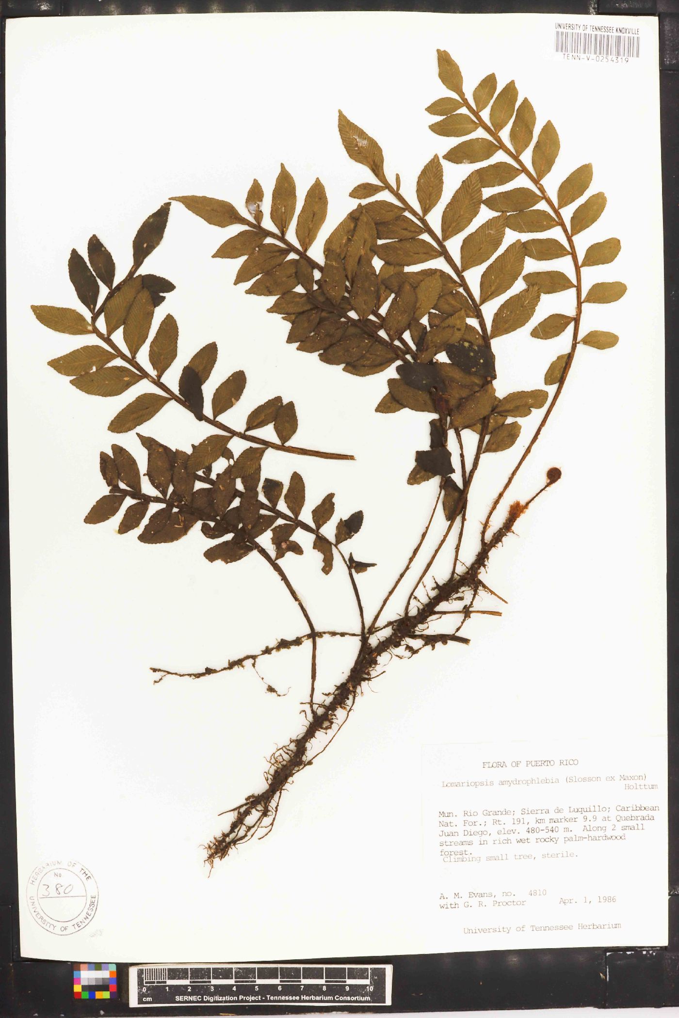 Lomariopsis amydrophlebia image