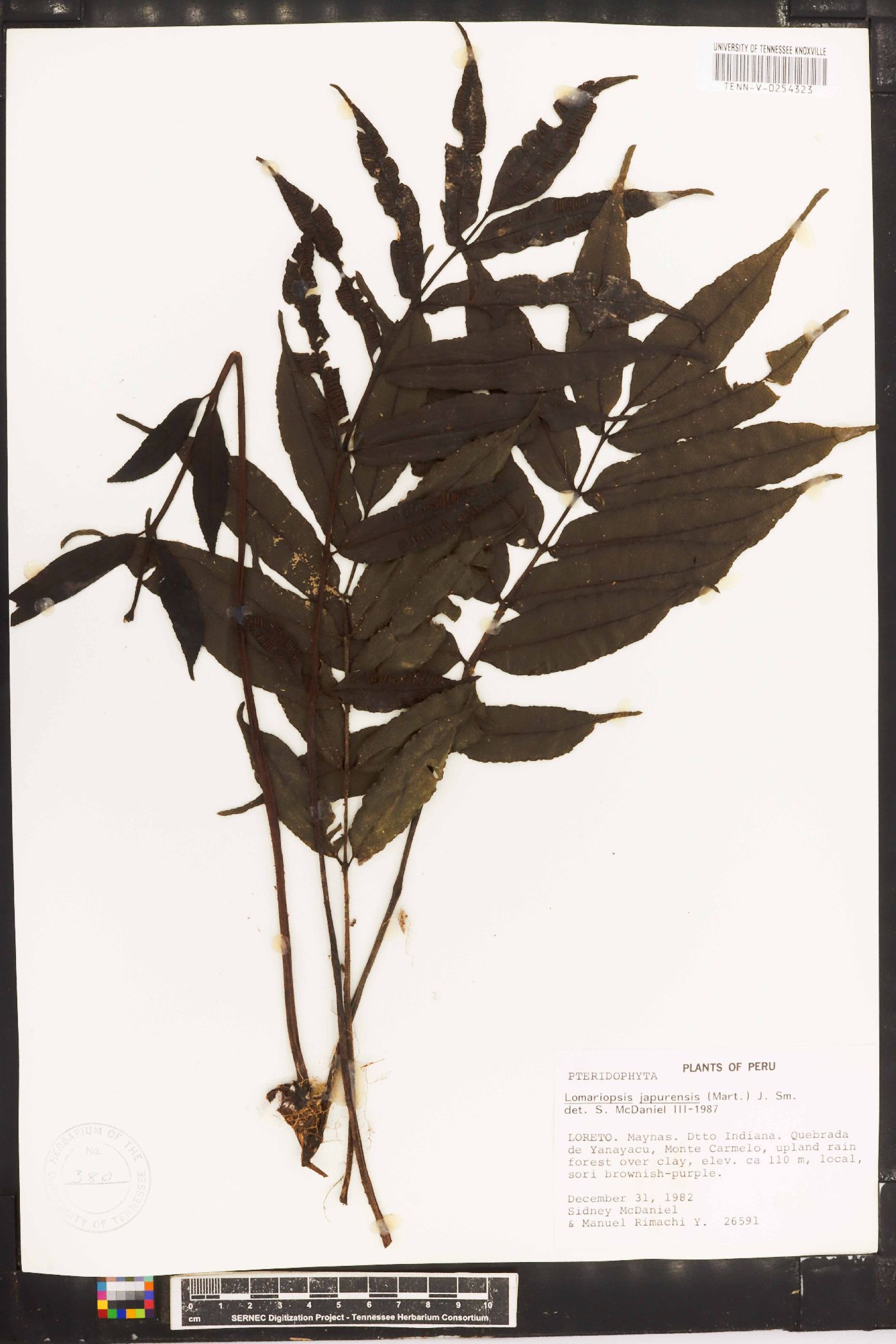 Lomariopsis japurensis image