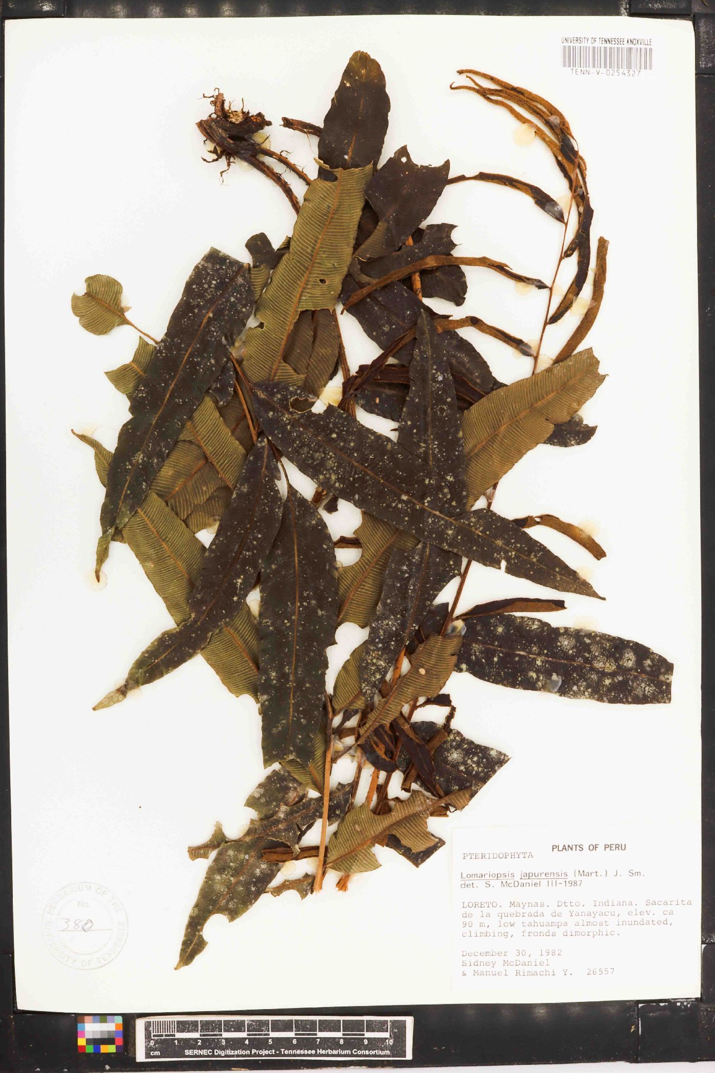 Lomariopsis image