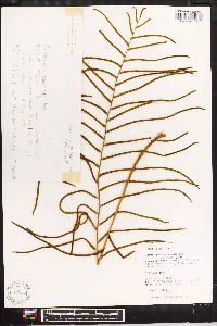 Lomariopsis recurvata image