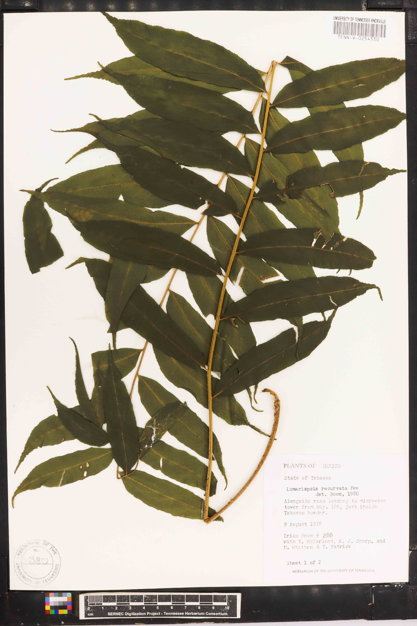 Lomariopsis recurvata image