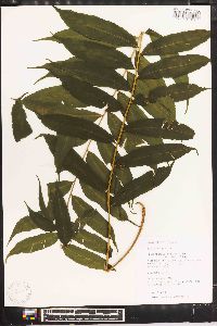 Lomariopsis recurvata image