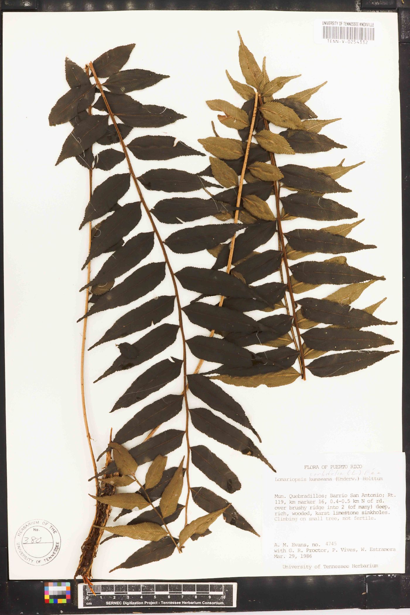 Lomariopsis sorbifolia image