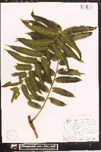 Lomariopsis sorbifolia image