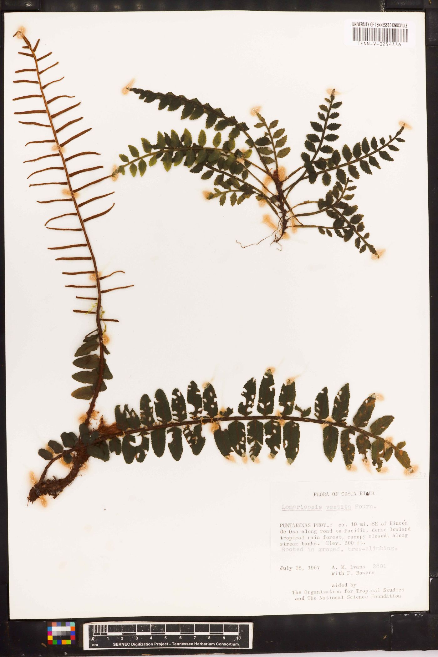Lomariopsis vestita image