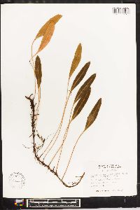 Elaphoglossum affine image