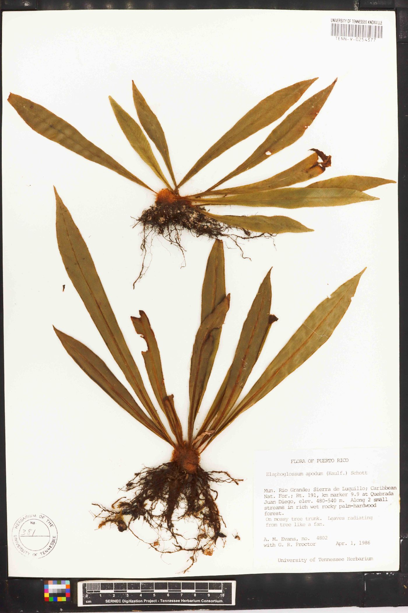 Elaphoglossum apodum image