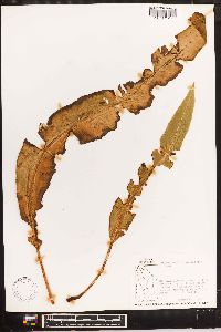 Elaphoglossum boryanum image