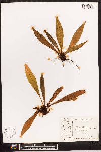 Elaphoglossum boryanum image