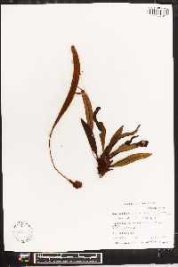 Elaphoglossum chartaceum image