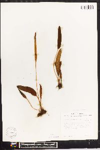 Elaphoglossum conforme image