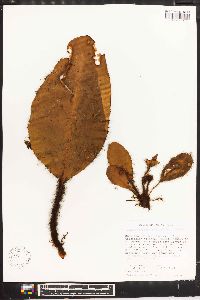 Elaphoglossum crinitum image