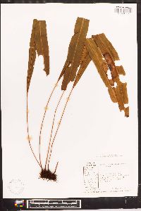 Elaphoglossum dussii image