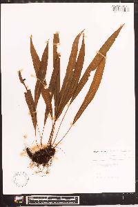 Elaphoglossum dussii image